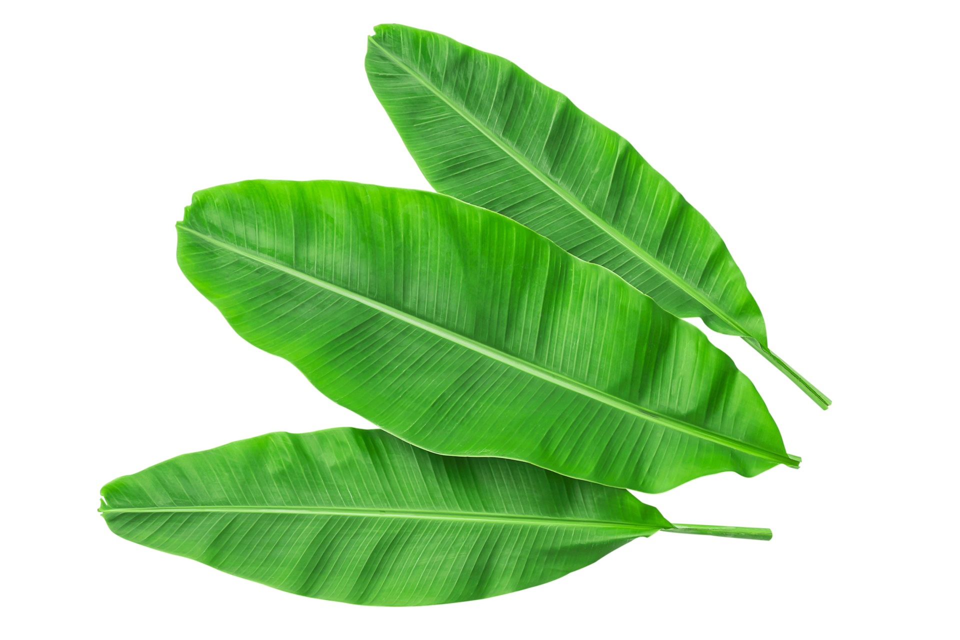 Banana banana leaves MyExoticFruit The UK s leading Exotic
